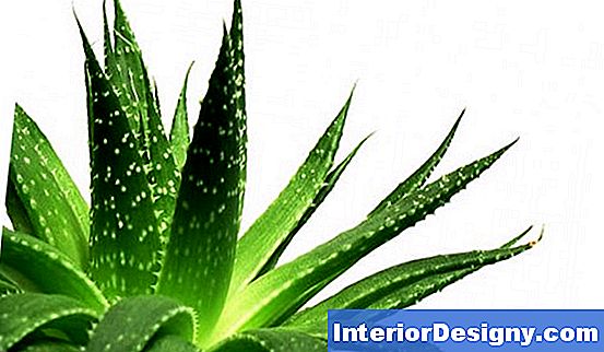 Miscela Di Impregnazione Per Piante Di Aloe Vera