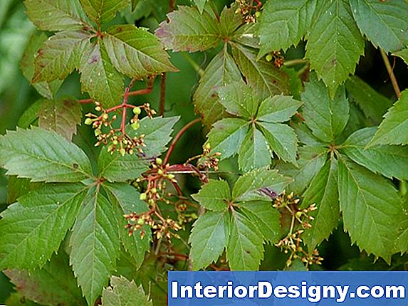 Virginia Creeper Vine Plants