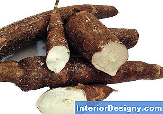 Cassava E Yucca Sono Le Stesse?