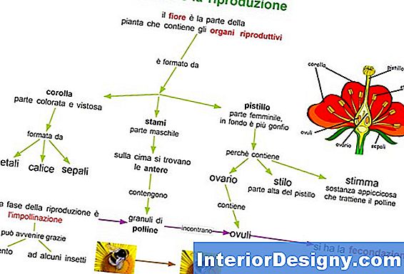 Riproduzione Asessuata Di Pomodori