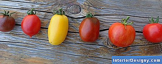 Le Migliori Varietà Di Pomodori Per I Giardini In Vaso