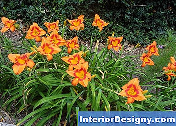 Daylilies E Afidi