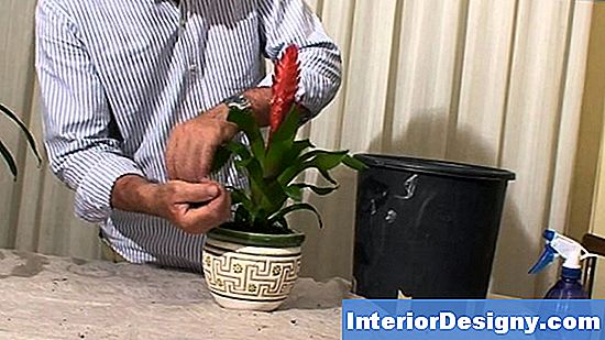 Come Prendersi Cura Di Una Bromelia Rossa Ciliegia