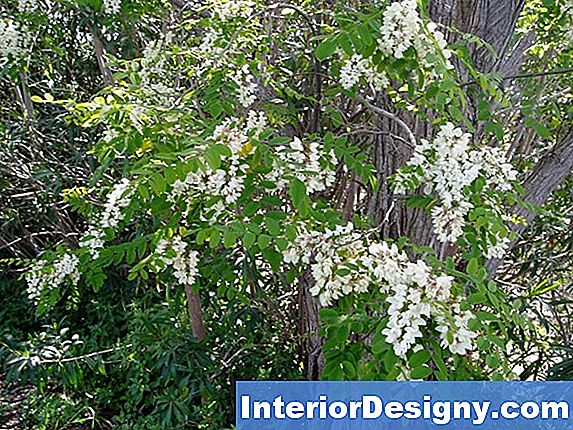 Piante Con Foglie Grandi E Piccoli Grappoli Di Fiori D'Arancio