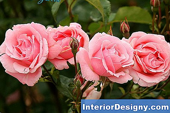 Come Modellare Una Pianta Di Perfezione Rosa Camellia Japonica