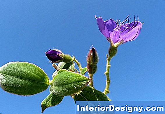 Specie Tibouchina