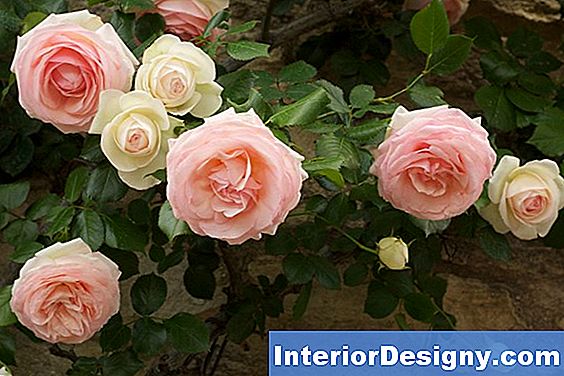 Varietà Di Rose Colorate Lampone