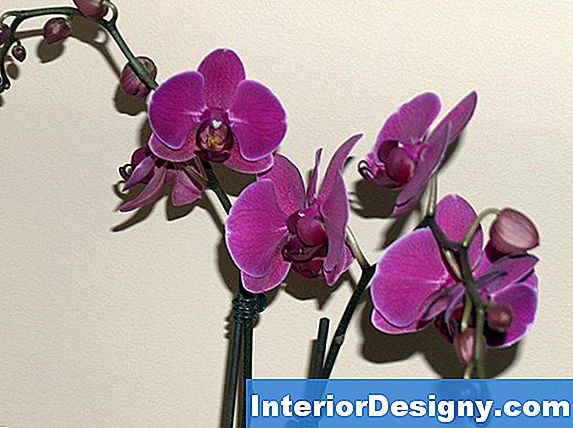 Come Risolvere Overwatering In Orchids