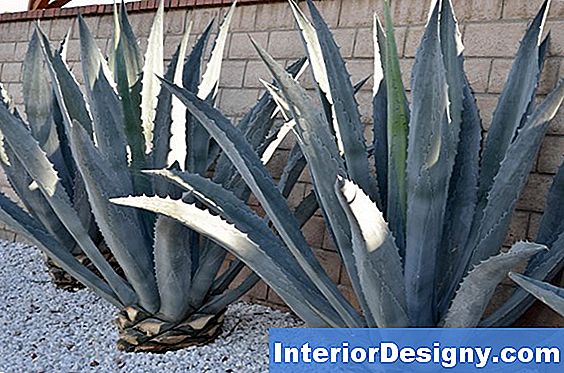 Agave Americana Plantproblemen