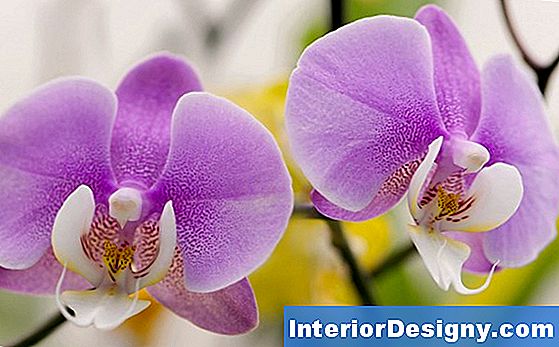 Phalaenopsis Orchids Groeien En Snoeien