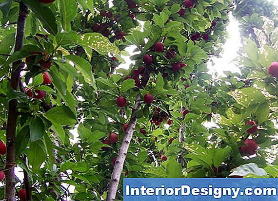 Hoe Cherry & Apple Fruit Trees Snoeien