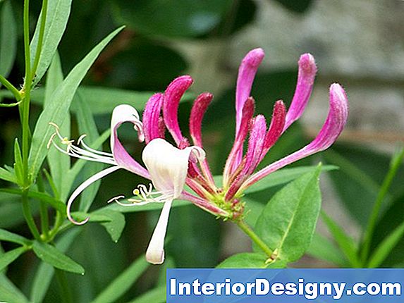 How To Stop Honeysuckle From Growing