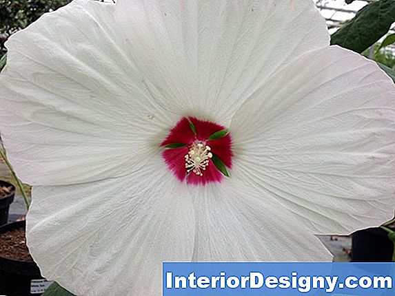 Informatie Over Winterharde Hibiscus