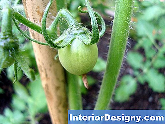 Slugs & Squash Vines Withered