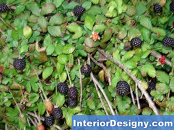 Blackberry Vs Dewberry Fruit