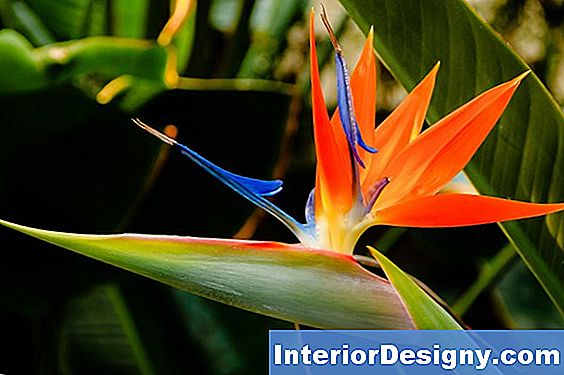 Strelitzia Problemer