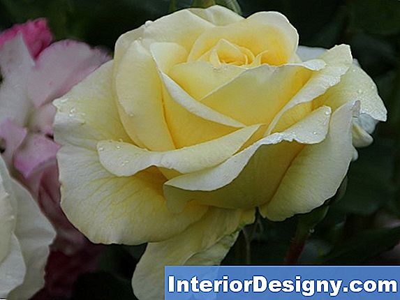 Er Det Kontinuerlig Blomstring Med Klatring Rose?