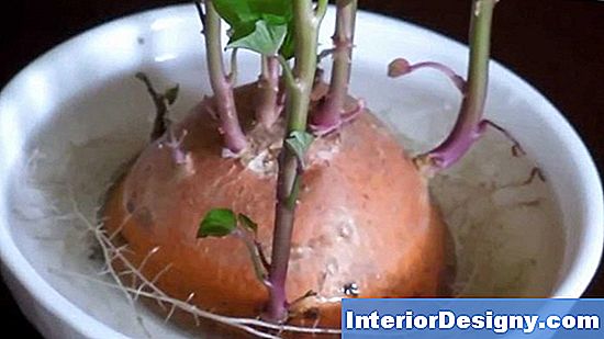 Sweet Potato Vines For Flower Potter
