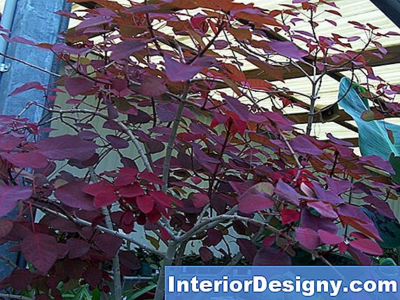 Tropiske Maroon-Colored Leafy Plants