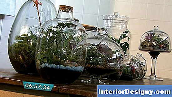 Plantas De Terrario Fechadas