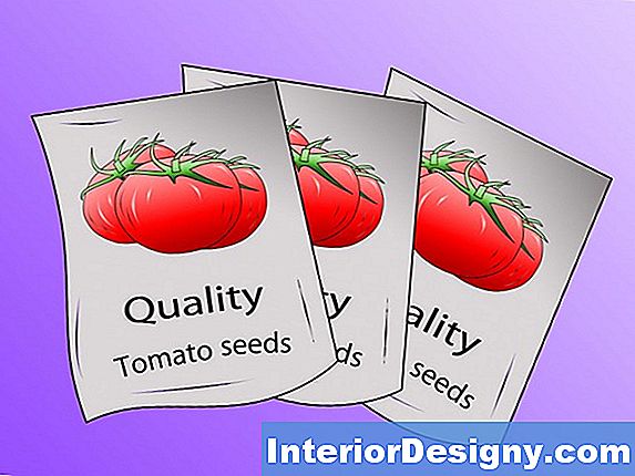 Como Os Tomates Cultivados Em Estufa São Polinizados?