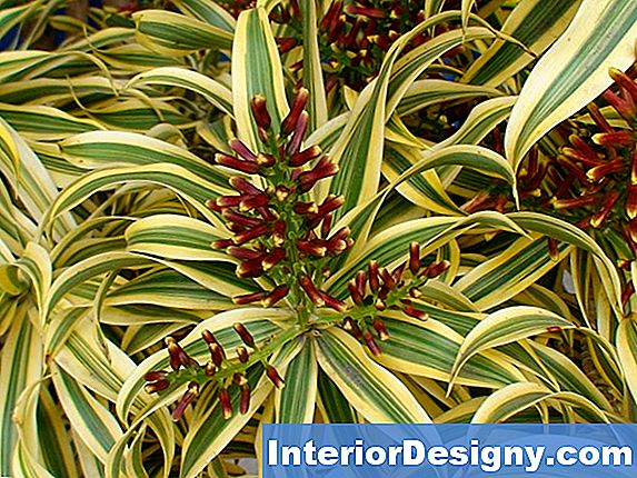 Plant Care Para Dracaena Fragrans 