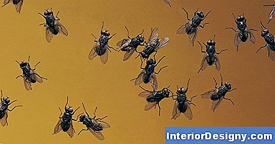 Como Se Livrar De Springtails Em Um Banheiro