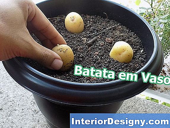 Plantando Batatas Em Gaiolas De Arame