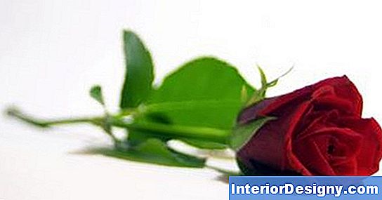 Como Podar Adenium Obesum (Desert Rose)