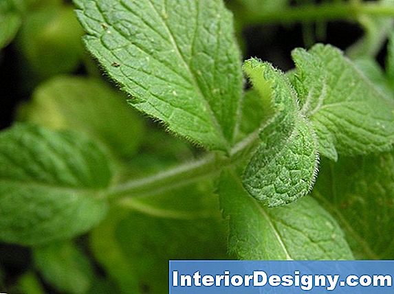 Mint Plant Care