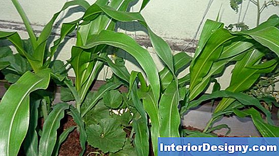 Nutrientes Para Plantas De Abacaxi