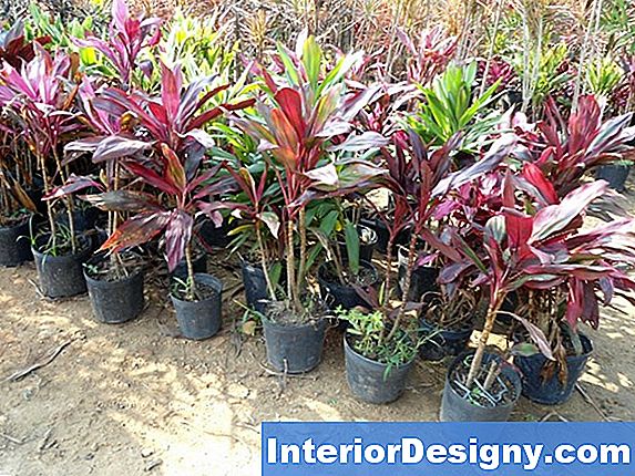 Plantas Tropicais De Folhas Grandes