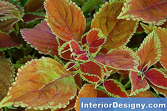 Coleus X Hybridus Facts