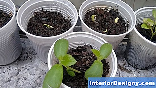 Como Germinar Sementes De Bhut Jolokia