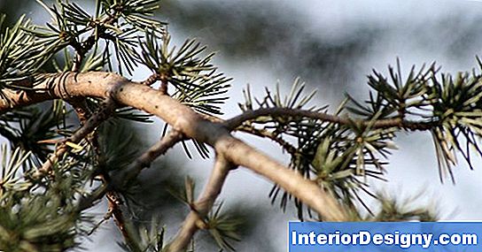 Como Fazer Um Cedro Atlas Azul Parecer Uma Árvore Gigante De Bonsai