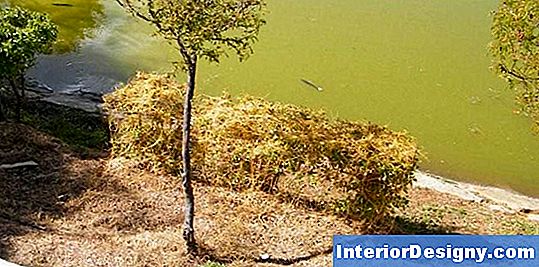 Como Usar Plantas Para Manter Uma Lagoa Limpa