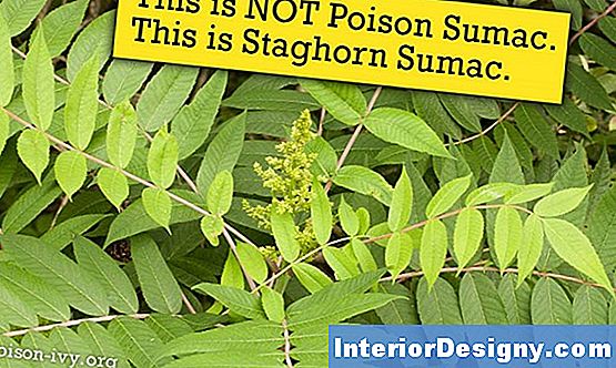 Staghorn Sumac Tree Facts