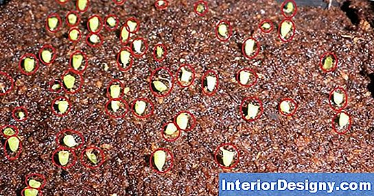 Como Germinar O Lithops