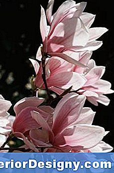 Magnolia-Kukasta