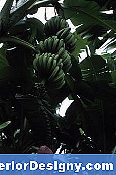 Bananen-Pflanzenpflege Für Brown Leaf Edges