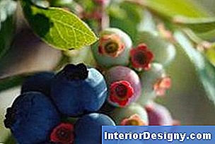 49+ Wann Blaubeeren Schneiden, Die optimalen zeitpunkte für den