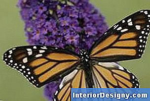 Schmetterlingsbusch zieht nützliche Insekten an, einschließlich Schmetterlinge.
