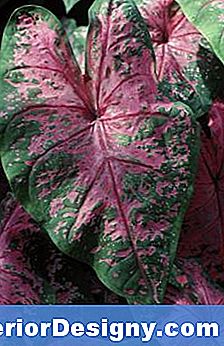 Caladium-Probleme