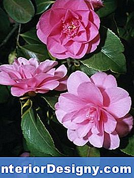 Camellia Care For Sun & Shade