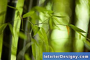 Bambus vajab ennetamist, et vältida soovimatut invasiivsust.