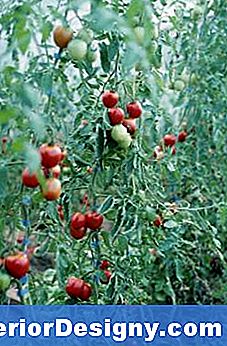 Pode Um Poste De Aço Ser Usado Para Estocar Plantas De Tomate?