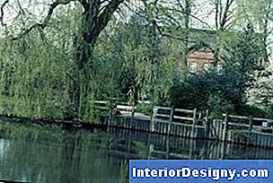 Garten Kann Eine Trauerweide Verbreitet Werden? 2024 Interior