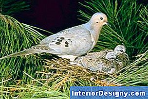 Tauben bauen oft Nester mit Kiefernnadeln und kleinen Ästen.