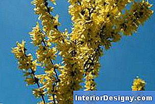 Suurepärased kollased lilled võtavad kevadel üle forsüüdi.