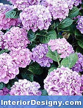 Kahjukoored Koos Hydrangea Leafiga